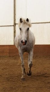 cheval---1